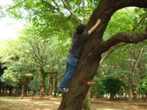 樹液の出具合を再確認するとってい