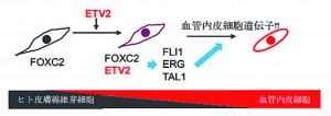 ＥＴＶ2はヒト皮膚線維芽細胞内のＦＯＸＣ2と共役して 血管内皮細胞遺伝子の発現を誘導する。 （提供：慶應義塾大学）