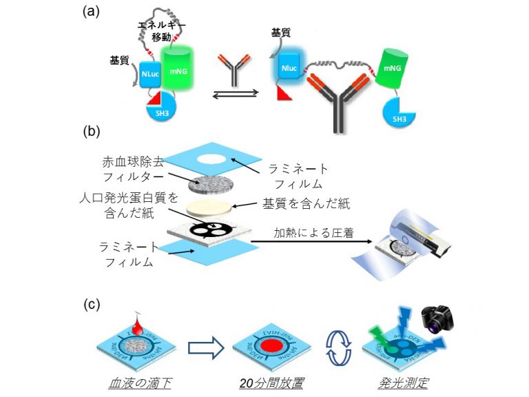 感染症の抗体を紙製チップで検査可能に　理工学部が開発